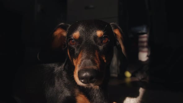 Dachshund Dog Lies on the Floor of the Room in the Rays of the Sun and Sleepily Narrows His Eyes alt