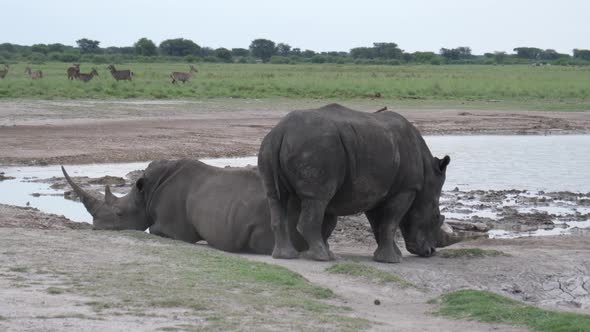 Herd of rhinos around a waterhole at Khama Rhino Sanctuary alt