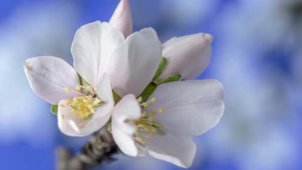 Almond Blossom Timelapse on Blue 2 alt