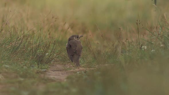 Song Thrush or Turdus Philomelos Stands on Path on Field alt