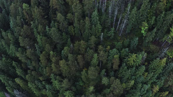 Top View of a Dense Spruce Forest Video Footage From a Drone on a Summer Day alt