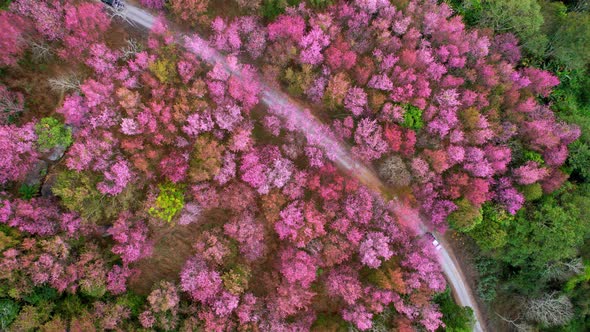 Prunus cerasoides bloom in tropical forests in northern Thailand alt