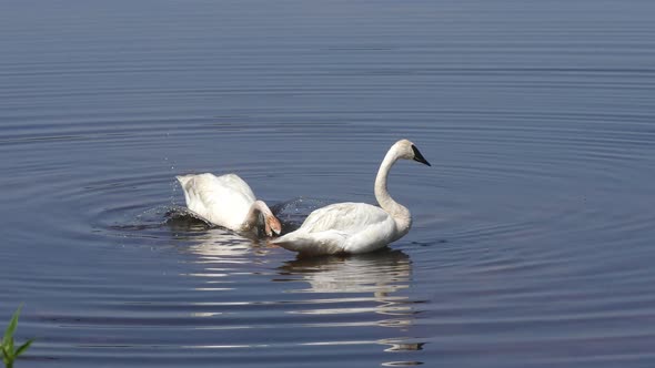 White Swans Taking A Bath