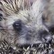 Closeup Cute Hedgehog in Garden Curled Up and Sniffs - VideoHive Item for Sale