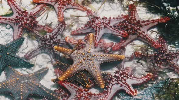 Lot of Colorful Starfish Lies in a Natural Coral Aquarium on the Ocean Shore alt