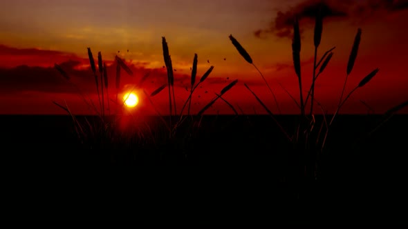 Sunset and Wheat Grains Landscape alt