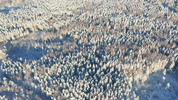 Drone Shot Frozen Snowy Forest at Sunny Winter Day