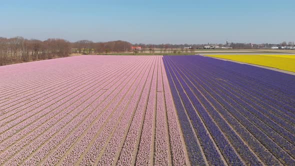 Rows Of Pink And Purple Dutch Hyacinth On The Field In Holland, Netherlands. wide aerial sideways alt