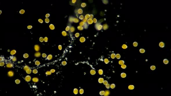  Colony of algae Dinoflagellata alt