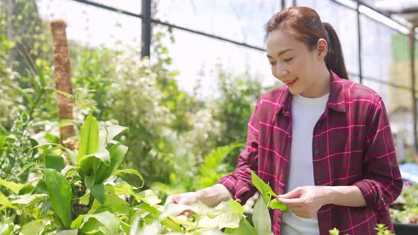 4K Asian woman plant shop owner live streaming on smartphone presentation potted plants online store alt