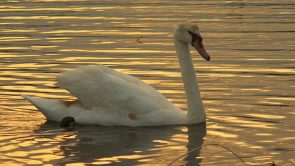 Wildlife Birds Swan Swimming Around Lake on Sunset