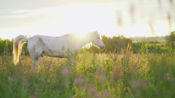 Beautiful Face Portrait of a White Spanish Horse Stallion with Long Mane at Sunset alt