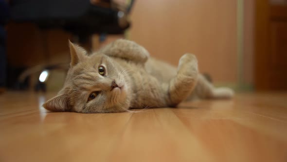 A cute cat lies on its back with its paws up on the parquet.