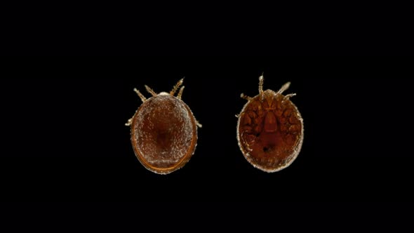 Mite Under a Microscope, Acari, Whose Armor Is Round-shaped, From the Order Mesostigmata alt