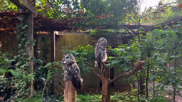 Two Owls On A Tree In The Zoo