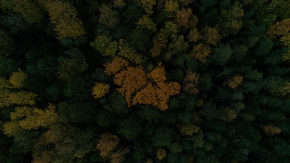 Aerial view of yellow tree top during the autumn, Estonia.