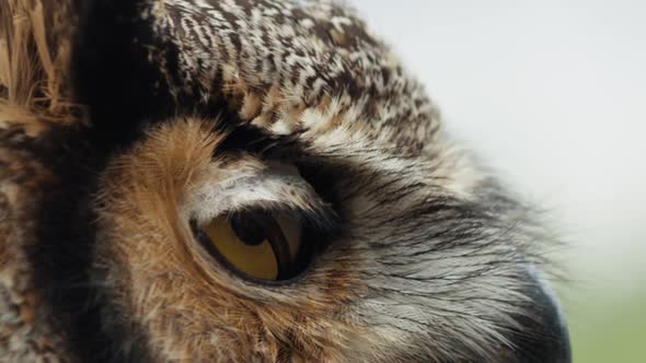 Macro close up of great horned owl eye blinking slow motion alt