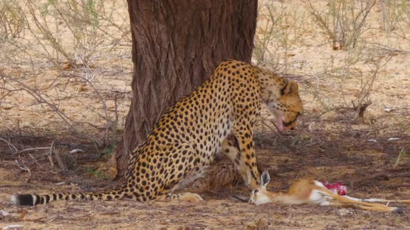 Adult Southeast African Cheetah begins feasting on a springbok carcass. alt