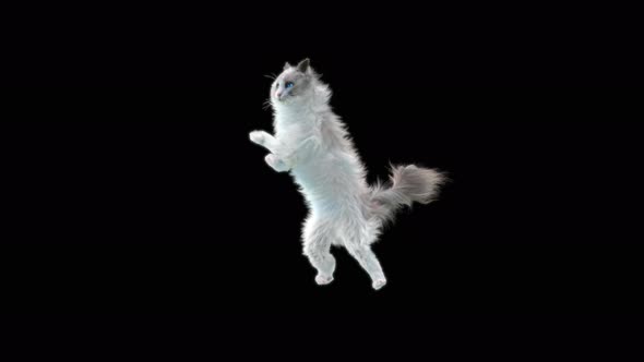 Cat Dancing 4K alt
