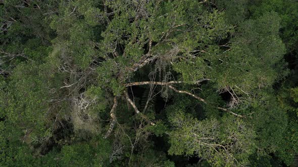 The canopy of a tropical rainforest showing the large branches of a very big tree alt