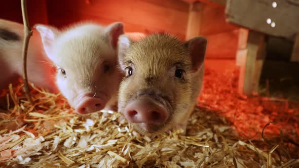 Piglets | Cute mini pigs at an organic farm 