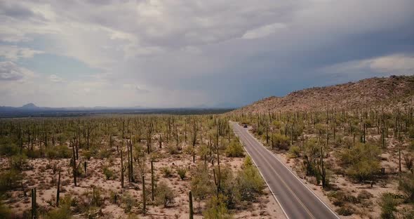 Drone Flying Low Above Desert Road, Stationary Car in the Middle of Amazing Cactus Field at Arizona alt