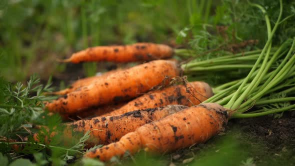 Harvested Crop of Carrots in the Garden in the Garden Thrown in a Pile, Slow Motion alt