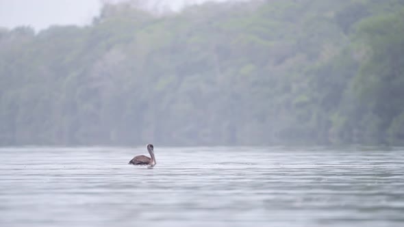 Brown Pelican (pelecanus occidentalis) in Tortuguero National Park, Costa Rica Wildlife and Birdlife alt