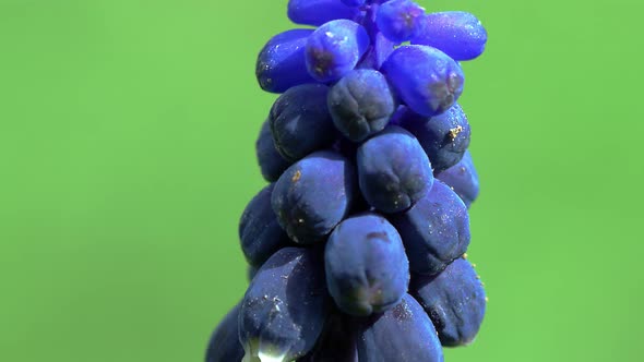 Bee On Flower 51 alt