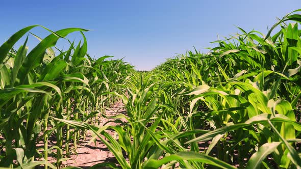 Close-up of Corn Field in Clear Summer Day. Farmer's Field of Young Hybrid Corn, Sowing Scheme 3 on alt