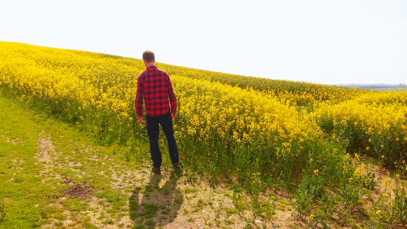 Redhead man walking in mustard field 