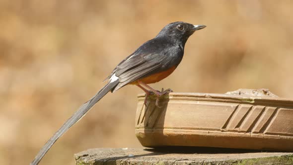 White Rumped Shama a beautiful songster bird drinking water from a earthen pot during summer in West alt