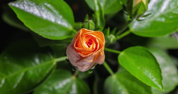 Detailed macro time lapse of a blooming hibiscus flower.