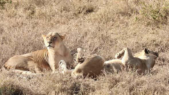 Lazy Tired Lions In Africa, Stock Footage | VideoHive