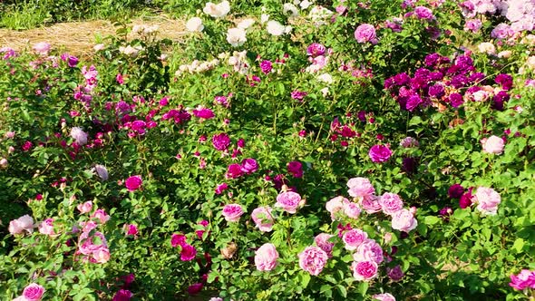 Flying over delicate picturesque bush blooming roses on a summer day in the park. Rose garden. alt