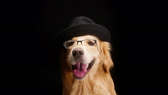 Golden Retriever Wearing Black Hat and Glasses on Black Background Smart Gold Labrador Dog Breathing alt