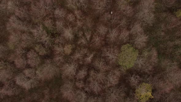Drone Top Shot of Forest Autumn Time with No Leaves on Branches