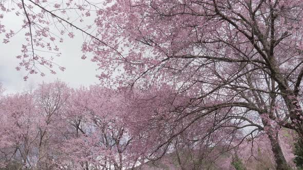 Cherry Blossom Tree in Spring alt