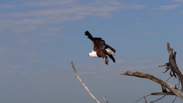 African Fish-Eagle, haliaeetus vocifer, Adult at the top of the Tree, Flapping Wings, in Flight alt