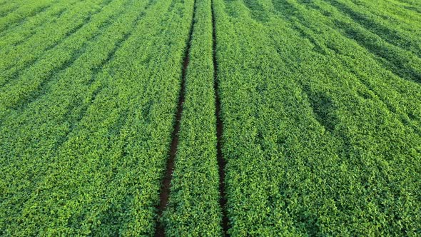 Aerial Shot of Green Soybean Field