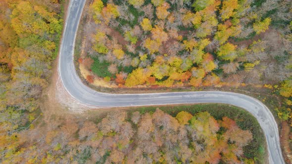 trees and pathway in red and orange colors in autumn, great autumn day alt