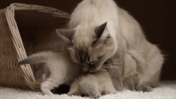 Ragdoll Cat Family Close Together Indoors