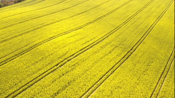 Beautiful Golden Canola Fields with Houses Against Clear Sky alt