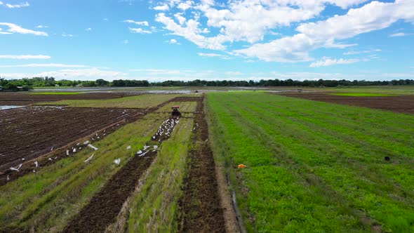 A Tractor Prepares the Soil for Sowing Rice. Agricultural Work in the Philippines alt