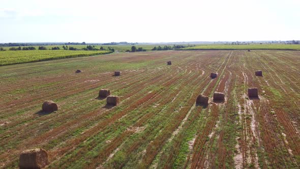 Aero Drone Flight Over Wheat Field with Rick Straw Bales