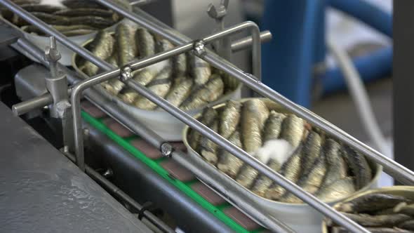 Canned Fish Production Line 11