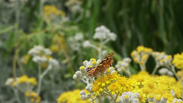 Butterfly Named Vanessa Cardui On Yellow Flowers  alt