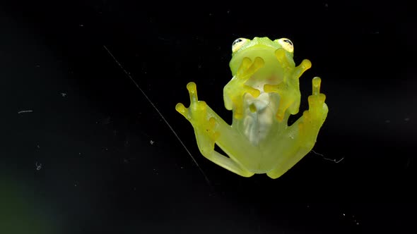 Fleischmann's Glass Frog Body Anatomy Bottom View