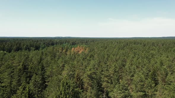 The Camera Flies Over a Picturesque Forest