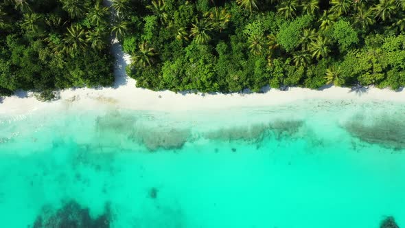 Aerial above nature of paradise coast beach wildlife by blue water with white sandy background of a  alt